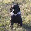 A photo of Sunridge Untouchable Twilight Reverie, a black standard poodle