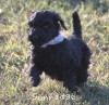 A photo of Sunridge Untouchable Twilight Reverie, a black standard poodle