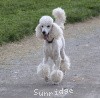 A photo of Sunridge Fire In The Moonlight, a white standard poodle