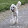 A photo of Sunridge Fire In The Moonlight, a white standard poodle