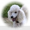 A photo of Sunridge Fire In The Moonlight, a white standard poodle