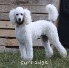 A photo of Sunridge Fire In The Moonlight, a white standard poodle