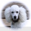 A photo of Sunridge Fire In The Moonlight, a white standard poodle