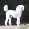 A photo of Sunridge Fire In The Moonlight, a white standard poodle