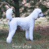 A photo of Sunridge Fire In The Moonlight, a white standard poodle