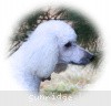 A photo of Sunridge Fire In The Moonlight, a white standard poodle