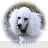 A photo of Sunridge Fire In The Moonlight, a white standard poodle