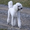 A photo of Sunridge Fire In The Moonlight, a white standard poodle