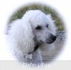 A photo of Sunridge Fire In The Moonlight, a white standard poodle