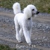 A photo of Sunridge Fire In The Moonlight, a white standard poodle