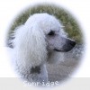 A photo of Sunridge Fire In The Moonlight, a white standard poodle