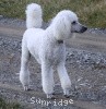 A photo of Sunridge Fire In The Moonlight, a white standard poodle