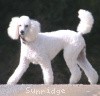 A photo of Sunridge Fire In The Moonlight, a white standard poodle