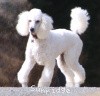 A photo of Sunridge Fire In The Moonlight, a white standard poodle