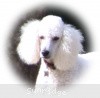 A photo of Sunridge Fire In The Moonlight, a white standard poodle