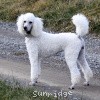 A photo of Sunridge Fire In The Moonlight, a white standard poodle