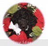 A photo of Sunridge Untouchable Twilight Reverie, a black standard poodle