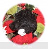 A photo of Sunridge Untouchable Twilight Reverie, a black standard poodle