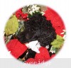 A photo of Sunridge Untouchable Twilight Reverie, a black standard poodle