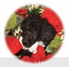 A photo of Sunridge Untouchable Twilight Reverie, a black standard poodle