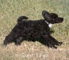 A photo of Sunridge Untouchable Twilight Reverie, a black standard poodle