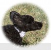 A photo of Sunridge Untouchable Twilight Reverie, a black standard poodle