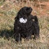 A photo of Sunridge Untouchable Twilight Reverie, a black standard poodle