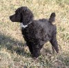 A photo of Sunridge Untouchable Twilight Reverie, a black standard poodle