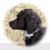 A photo of Sunridge Untouchable Twilight Reverie, a black standard poodle