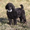 A photo of Sunridge Untouchable Twilight Reverie, a black standard poodle