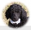 A photo of Sunridge Untouchable Twilight Reverie, a black standard poodle