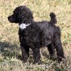 A photo of Sunridge Untouchable Twilight Reverie, a black standard poodle