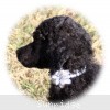 A photo of Sunridge Untouchable Twilight Reverie, a black standard poodle