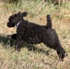 A photo of Sunridge Untouchable Twilight Reverie, a black standard poodle