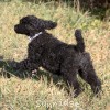 A photo of Sunridge Untouchable Twilight Reverie, a black standard poodle