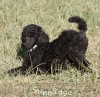 A photo of Sunridge Untouchable Twilight Reverie, a black standard poodle