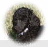 A photo of Sunridge Untouchable Twilight Reverie, a black standard poodle