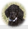 A photo of Sunridge Untouchable Twilight Reverie, a black standard poodle