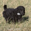 A photo of Sunridge Untouchable Twilight Reverie, a black standard poodle