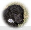 A picture of Sunridge Untouchable Twilight Reverie, a black standard poodle