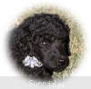 A photo of Sunridge Untouchable Twilight Reverie, a black standard poodle