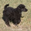 A photo of Sunridge Untouchable Twilight Reverie, a black standard poodle