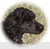 A photo of Sunridge Untouchable Twilight Reverie, a black standard poodle