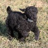 A photo of Sunridge Untouchable Twilight Reverie, a black standard poodle