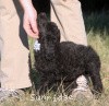 A photo of Sunridge Untouchable Twilight Reverie, a black standard poodle