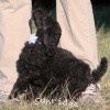 A photo of Sunridge Untouchable Twilight Reverie, a black standard poodle