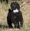 A photo of Sunridge Untouchable Twilight Reverie, a black standard poodle