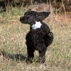 A photo of Sunridge Untouchable Twilight Reverie, a black standard poodle