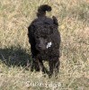 A picture of Sunridge Untouchable Twilight Reverie, a black standard poodle