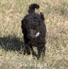 A photo of Sunridge Untouchable Twilight Reverie, a black standard poodle